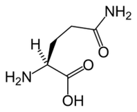 酮饮食中的 L-谷氨酰胺